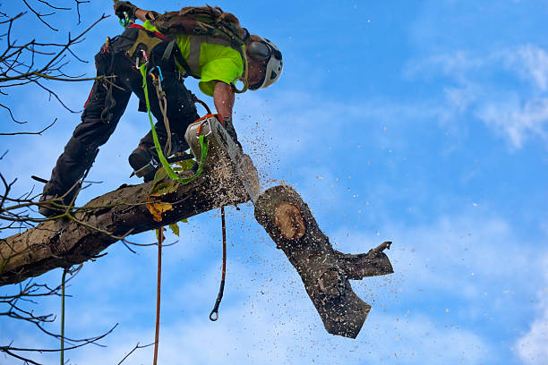 Best Arborist Consultation Services  in Caledonia, WI